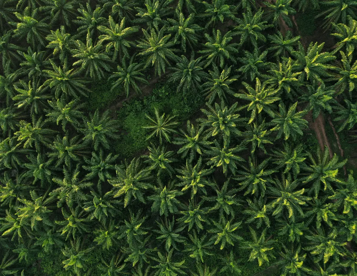 Aerial view of palm plantation symbolizing eco-friendly and sustainable web design Malaysia.