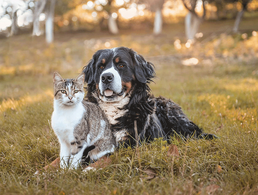 A large Bernese Mountain Dog and a tabby and white cat sitting together in a field of dry grass with blurred trees in the background.